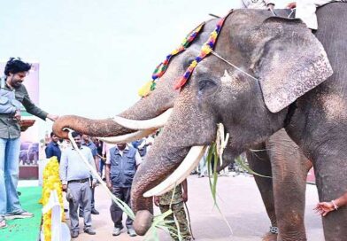 కుంకీ ఏనుగులకు స్వయంగా ఆహారం అందించిన- ఉప ముఖ్యమంత్రి పవన్ కళ్యాణ్