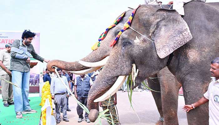కుంకీ ఏనుగులకు స్వయంగా ఆహారం అందించిన- ఉప ముఖ్యమంత్రి పవన్ కళ్యాణ్