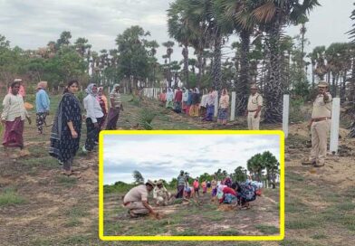 5,499 హెక్టార్ల విస్తీర్ణంలో 55 లక్షల తాటి గింజలు నాటడం లక్ష్యం