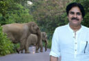 ఏనుగుల సంచారం పట్ల నిరంతరం అప్రమత్తంగా వ్యవహరించాలి-ఉపముఖ్యమంత్రి పవన్ కళ్యాణ్